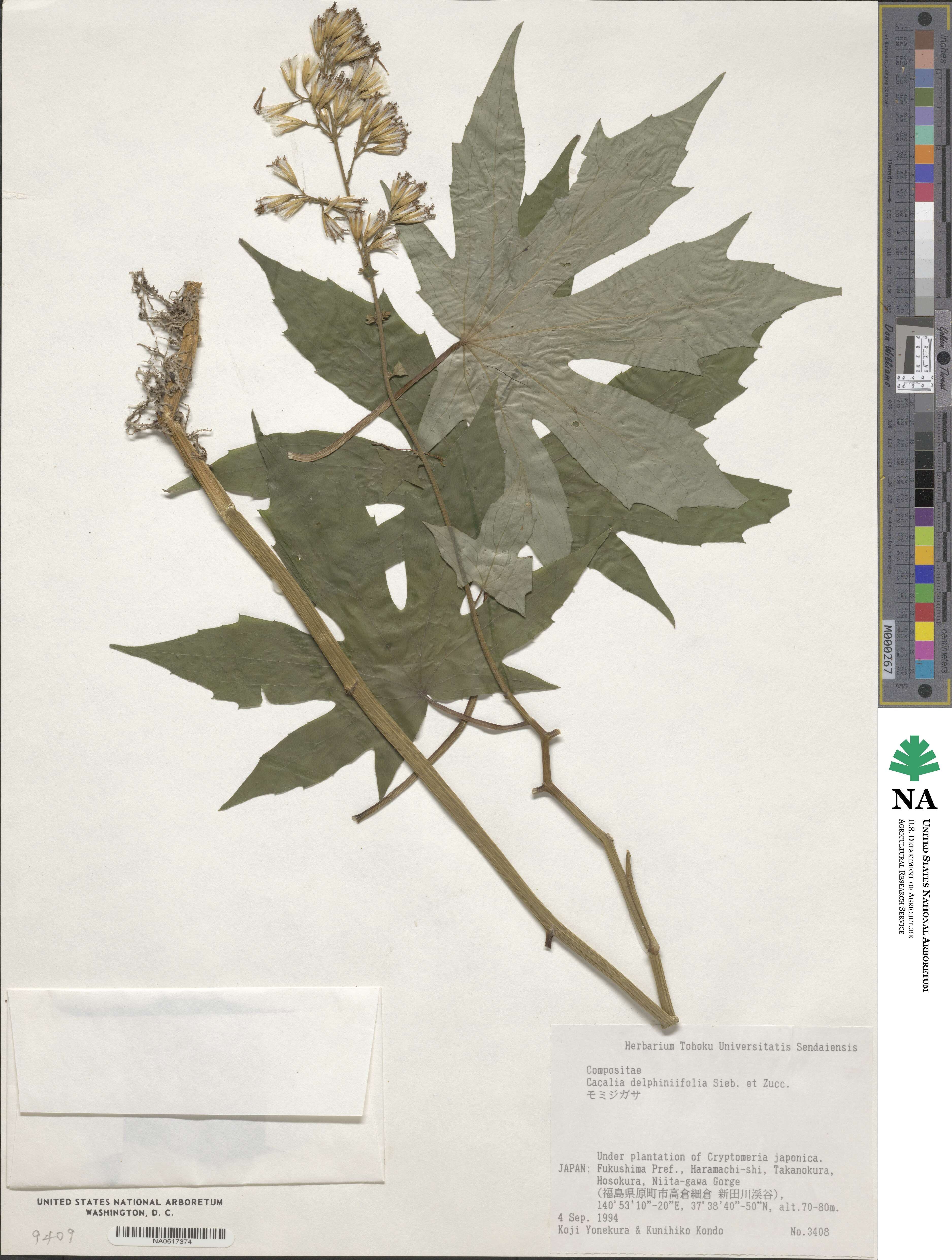 Japonicalia delphiniifolia image