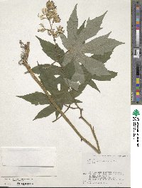 Image of Japonicalia delphiniifolia