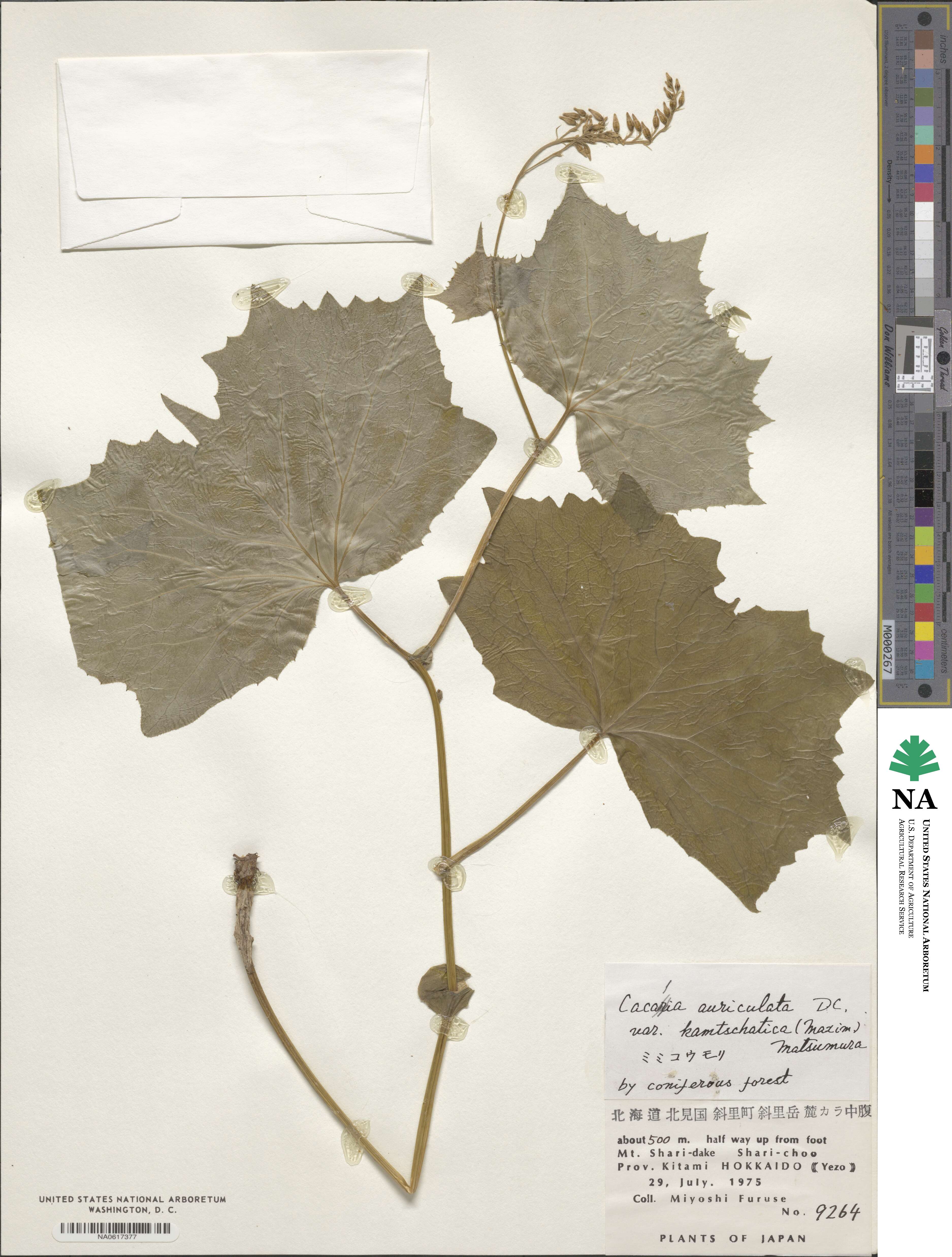 Parasenecio kamtschaticus image