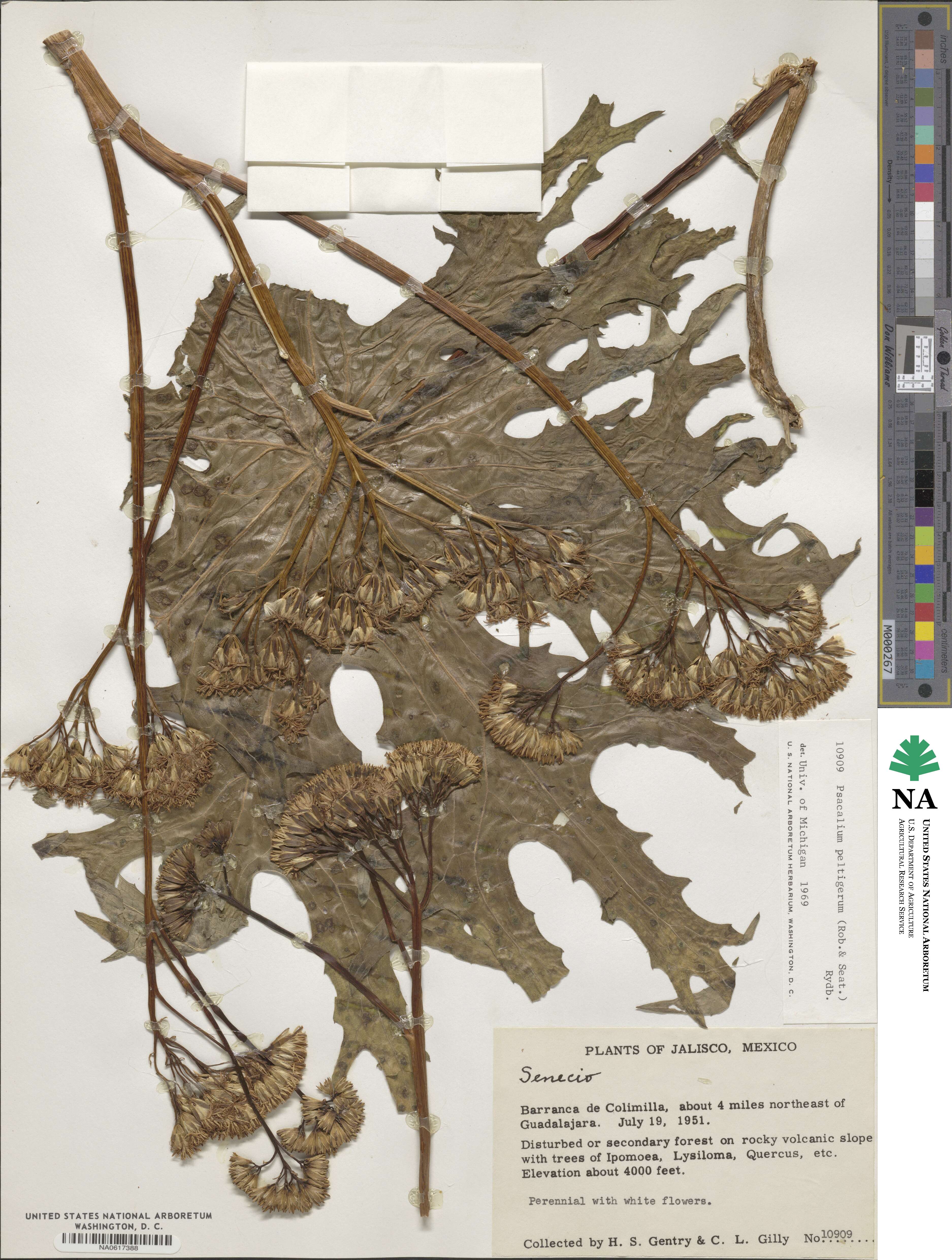 Psacalium peltigerum image