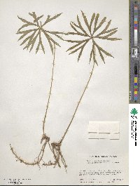 Syneilesis aconitifolia image