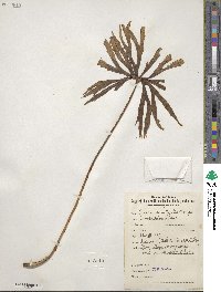 Syneilesis aconitifolia image