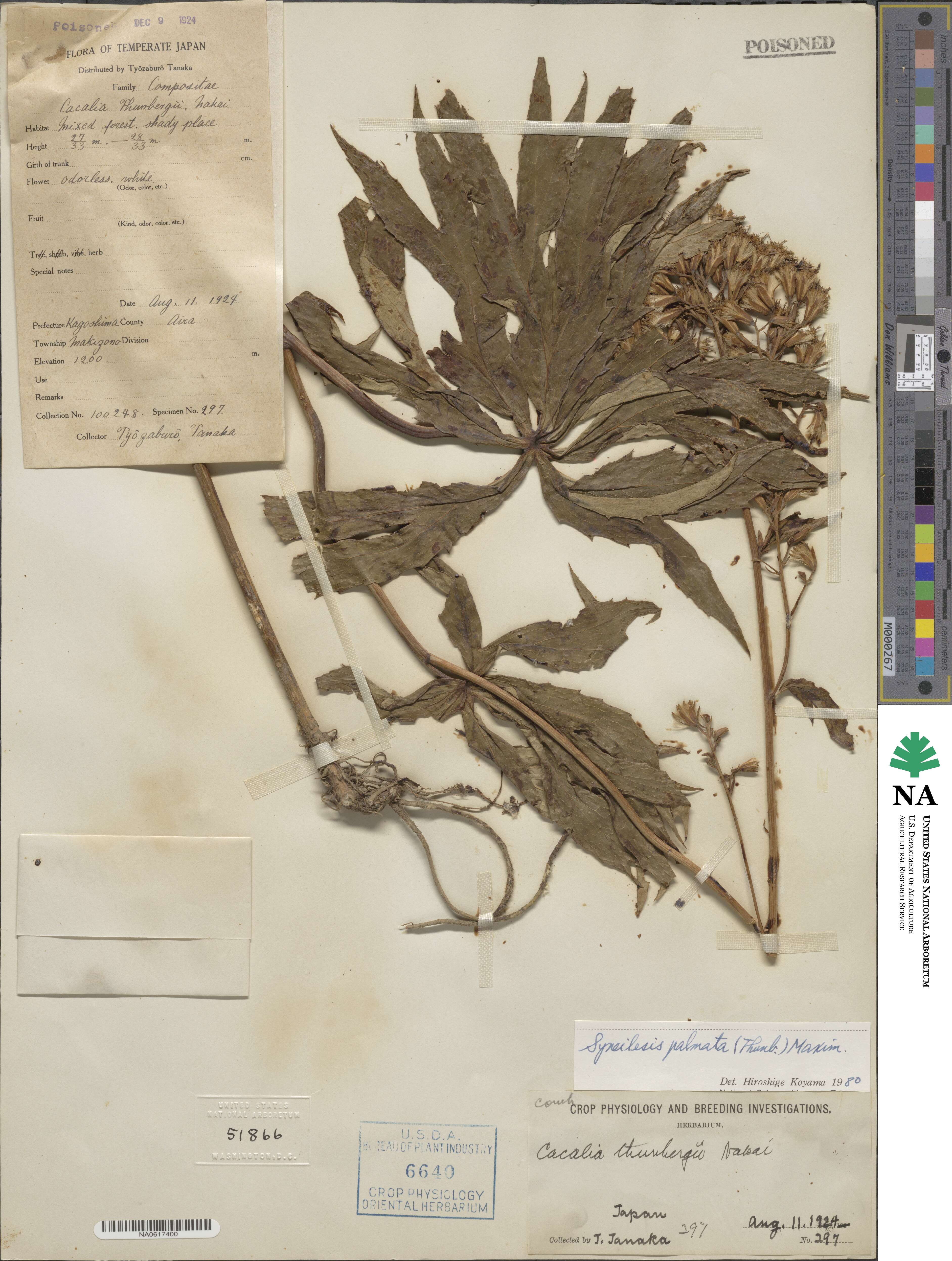 Syneilesis palmata image