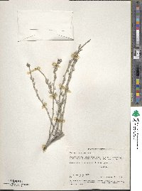 Tetradymia comosa image