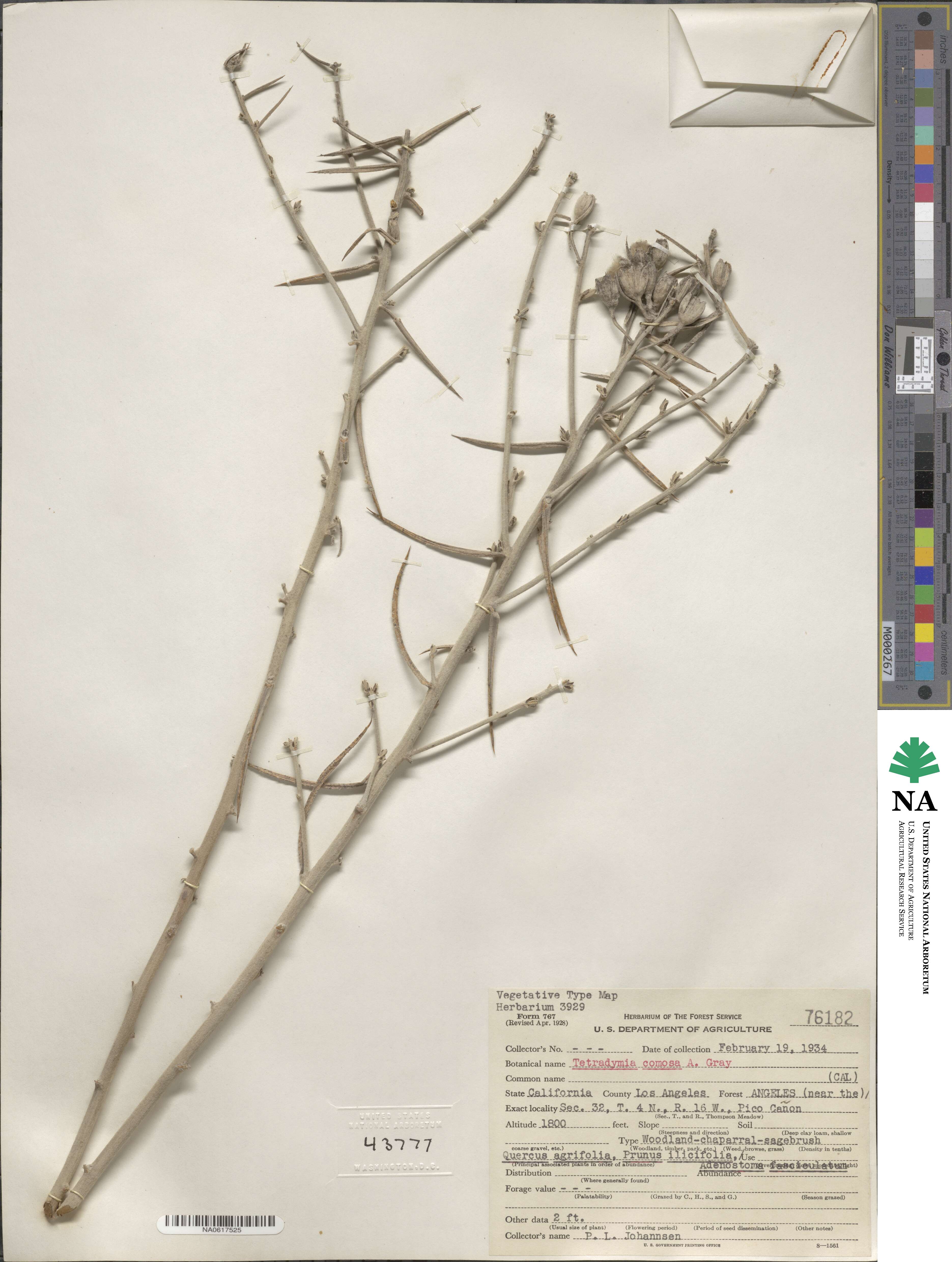 Tetradymia comosa image