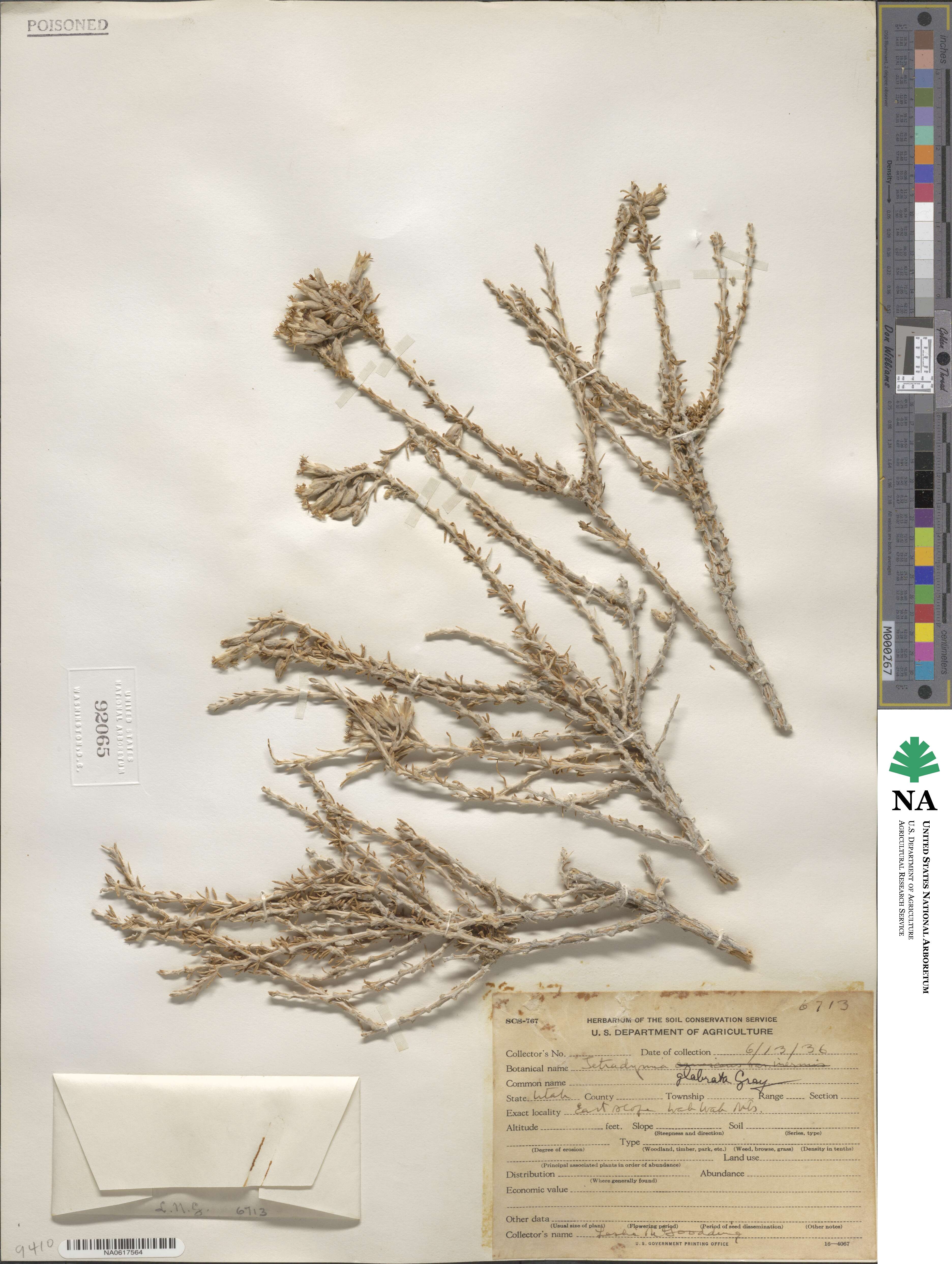 Tetradymia glabrata image