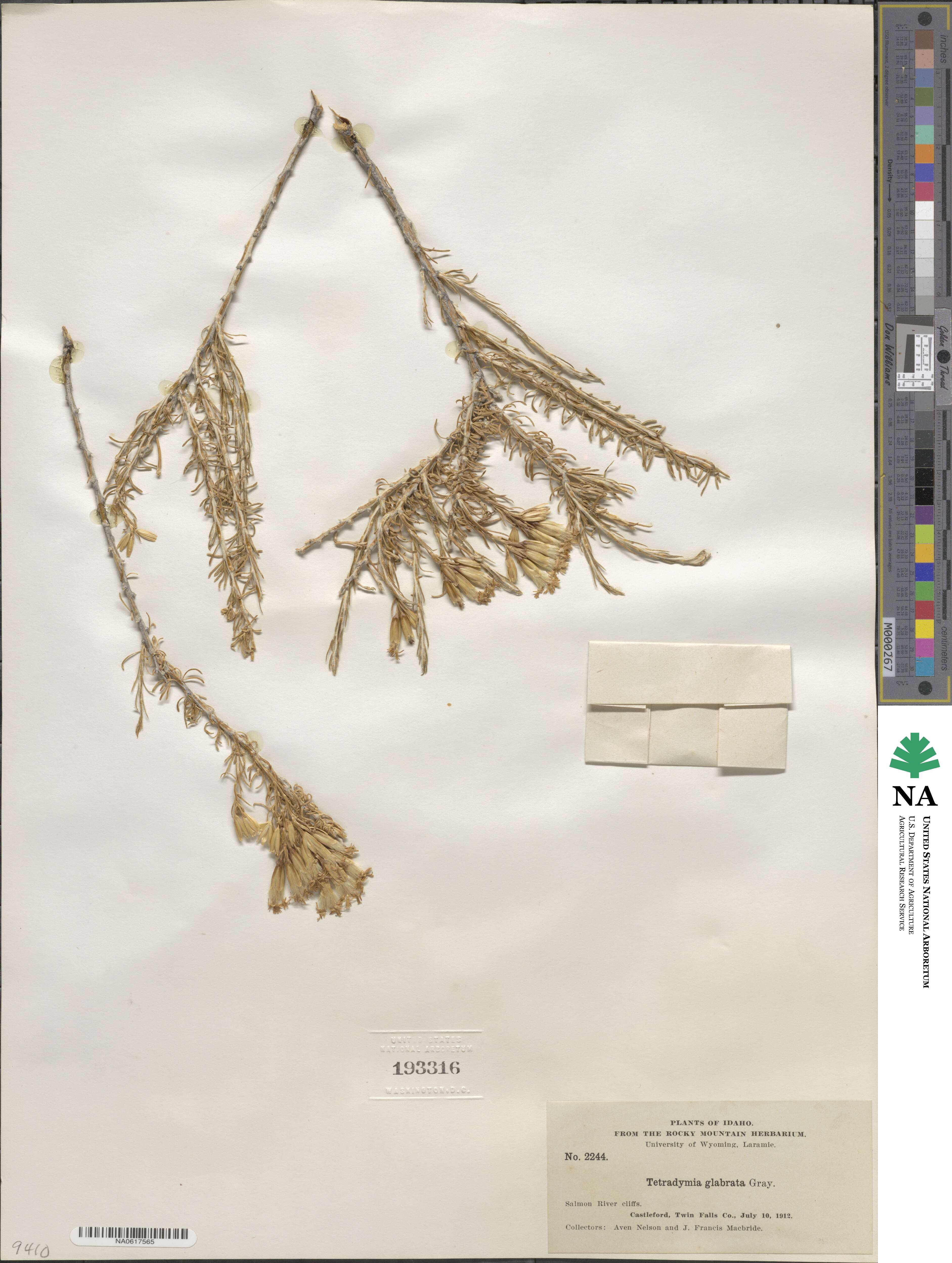 Tetradymia glabrata image