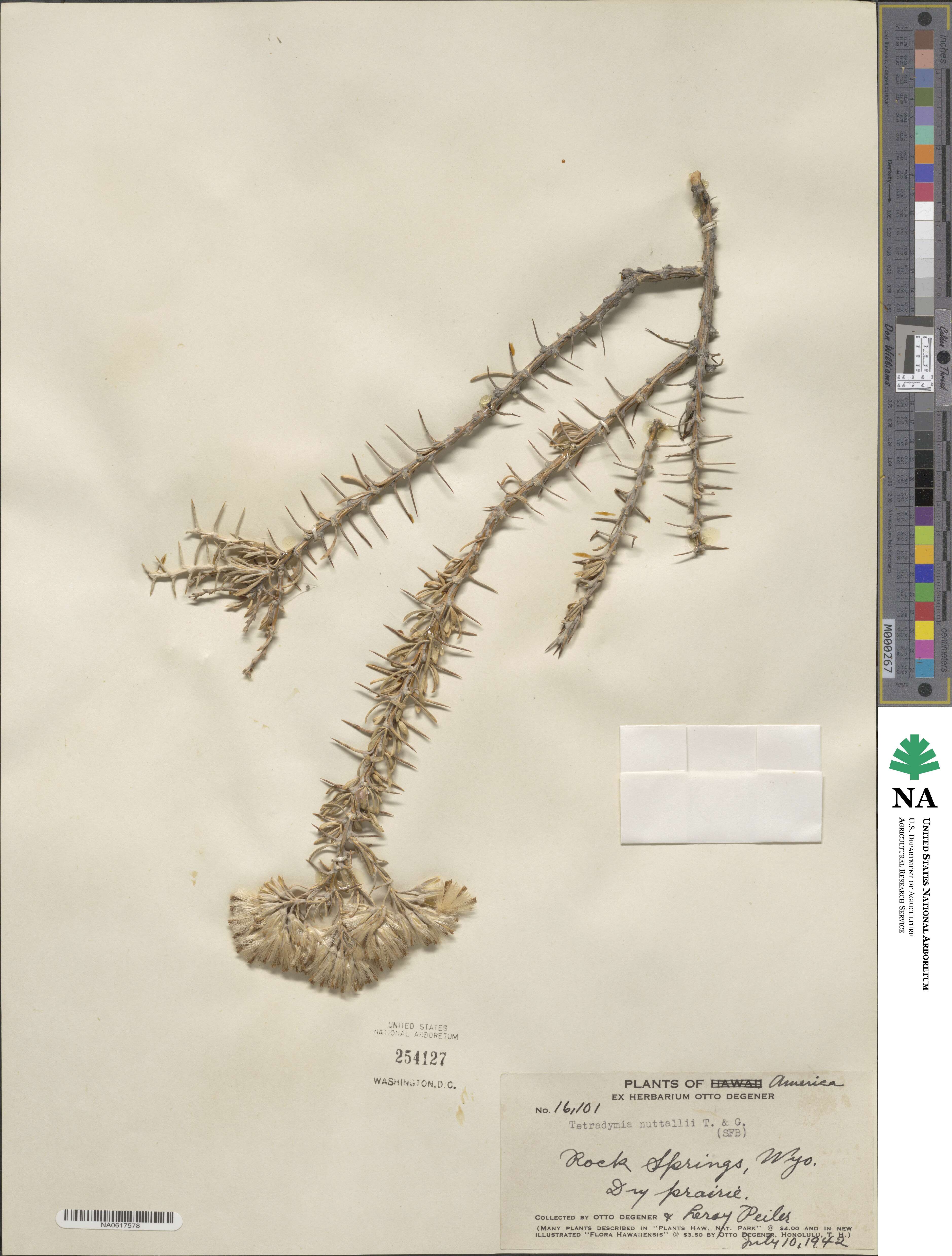 Tetradymia nuttallii image