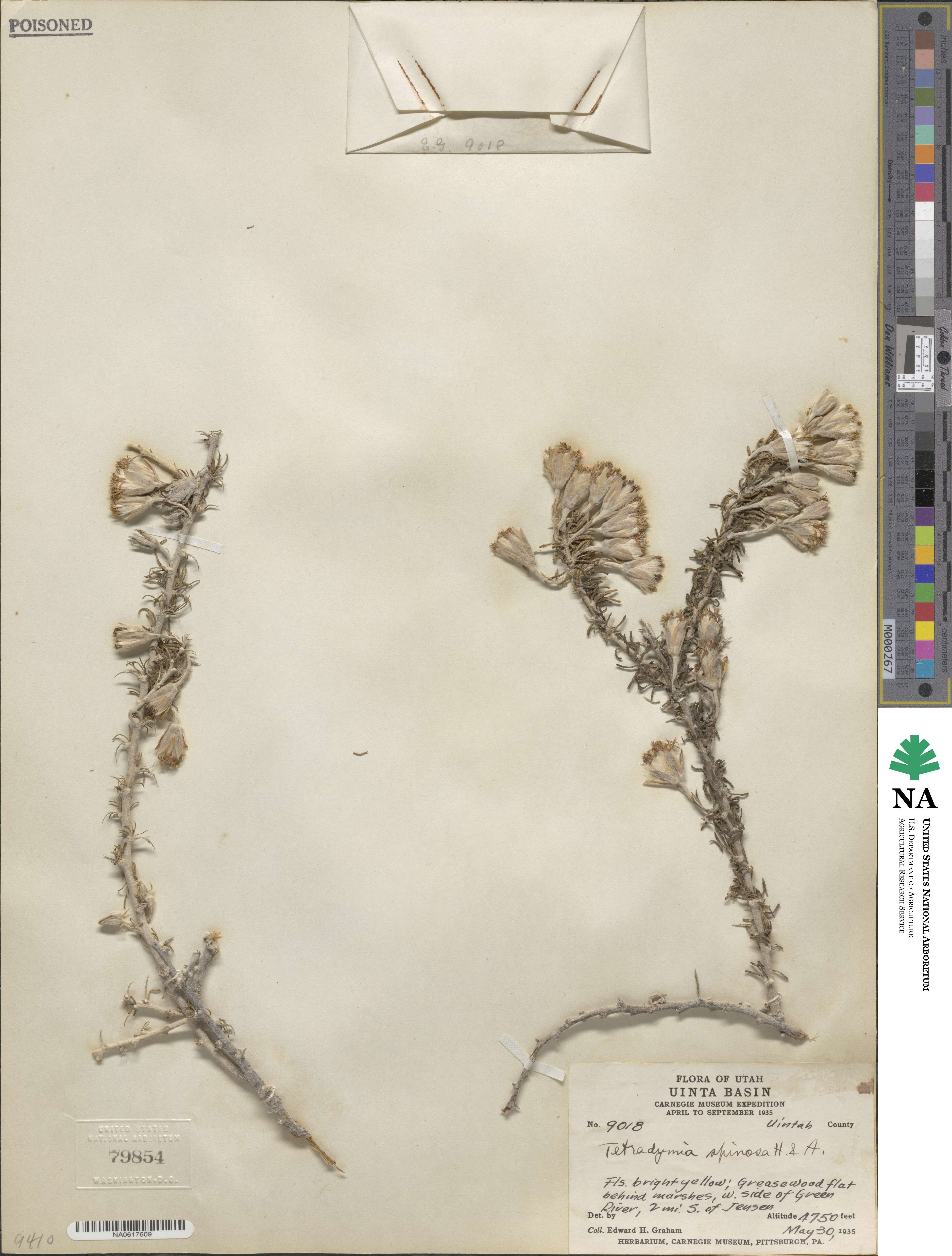 Tetradymia spinosa image