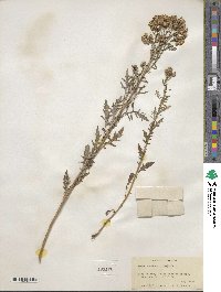 Senecio ambrosioides image