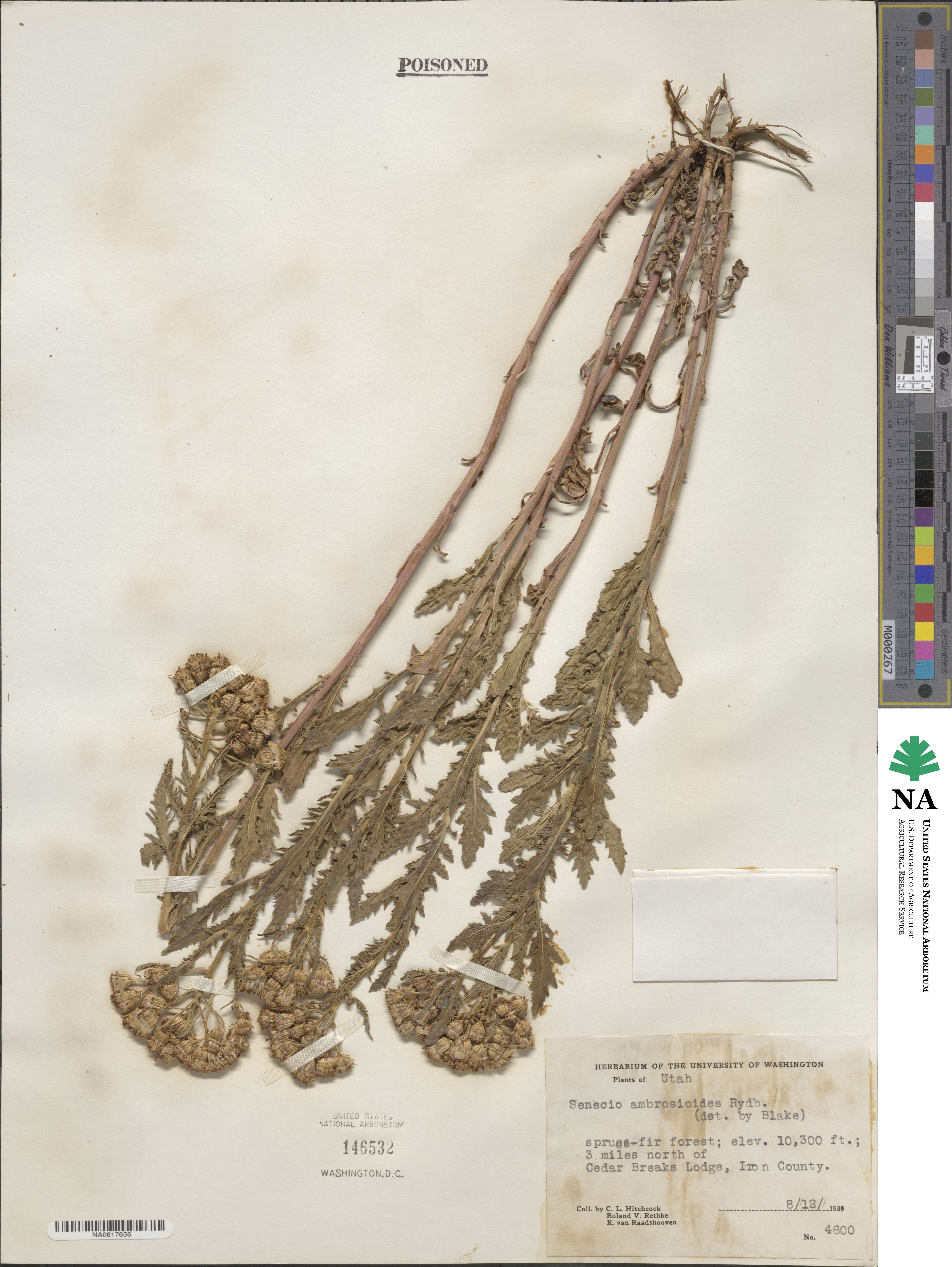 Senecio ambrosioides image