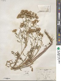 Senecio ambrosioides image