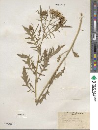 Senecio ambrosioides image