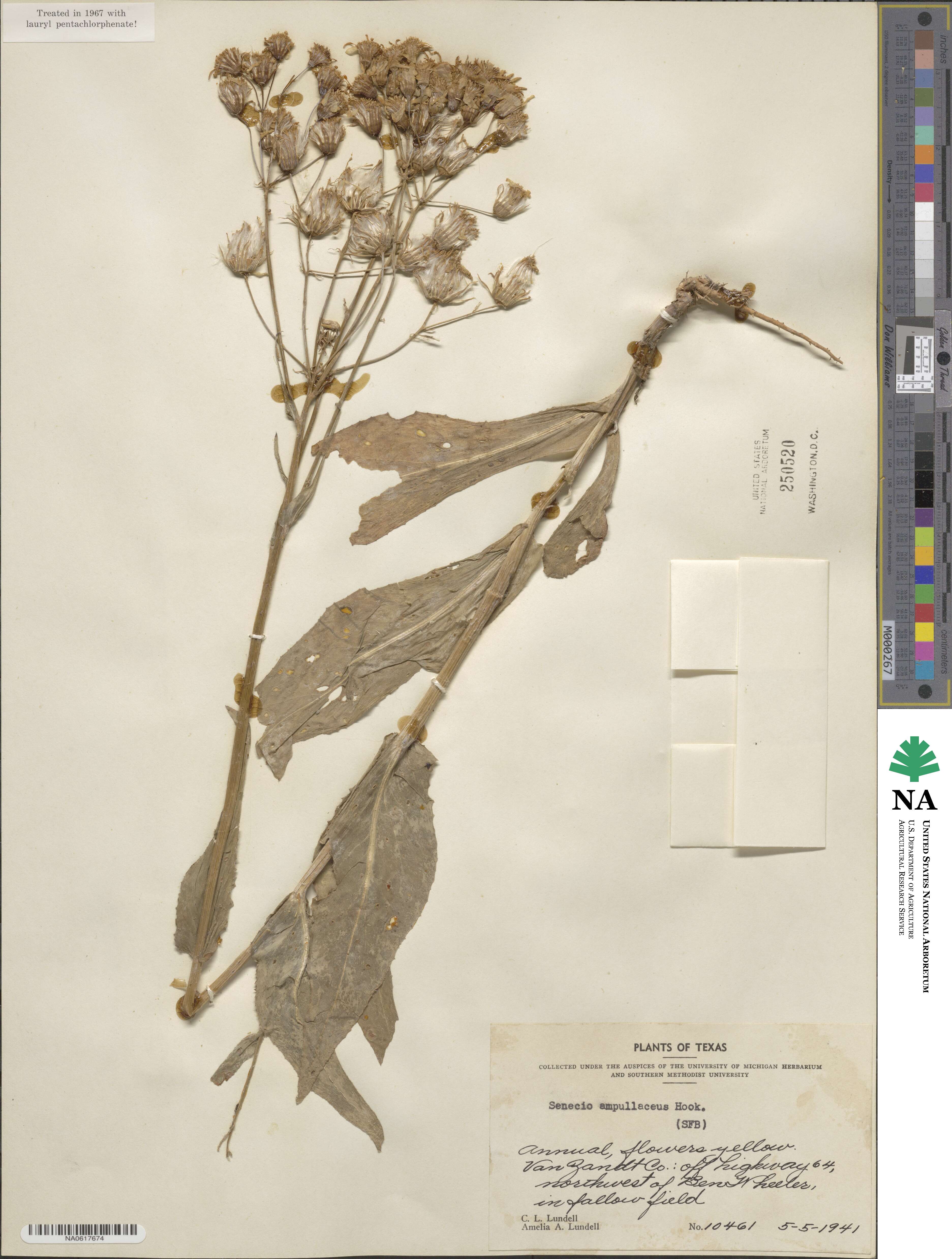 Senecio ampullaceus image