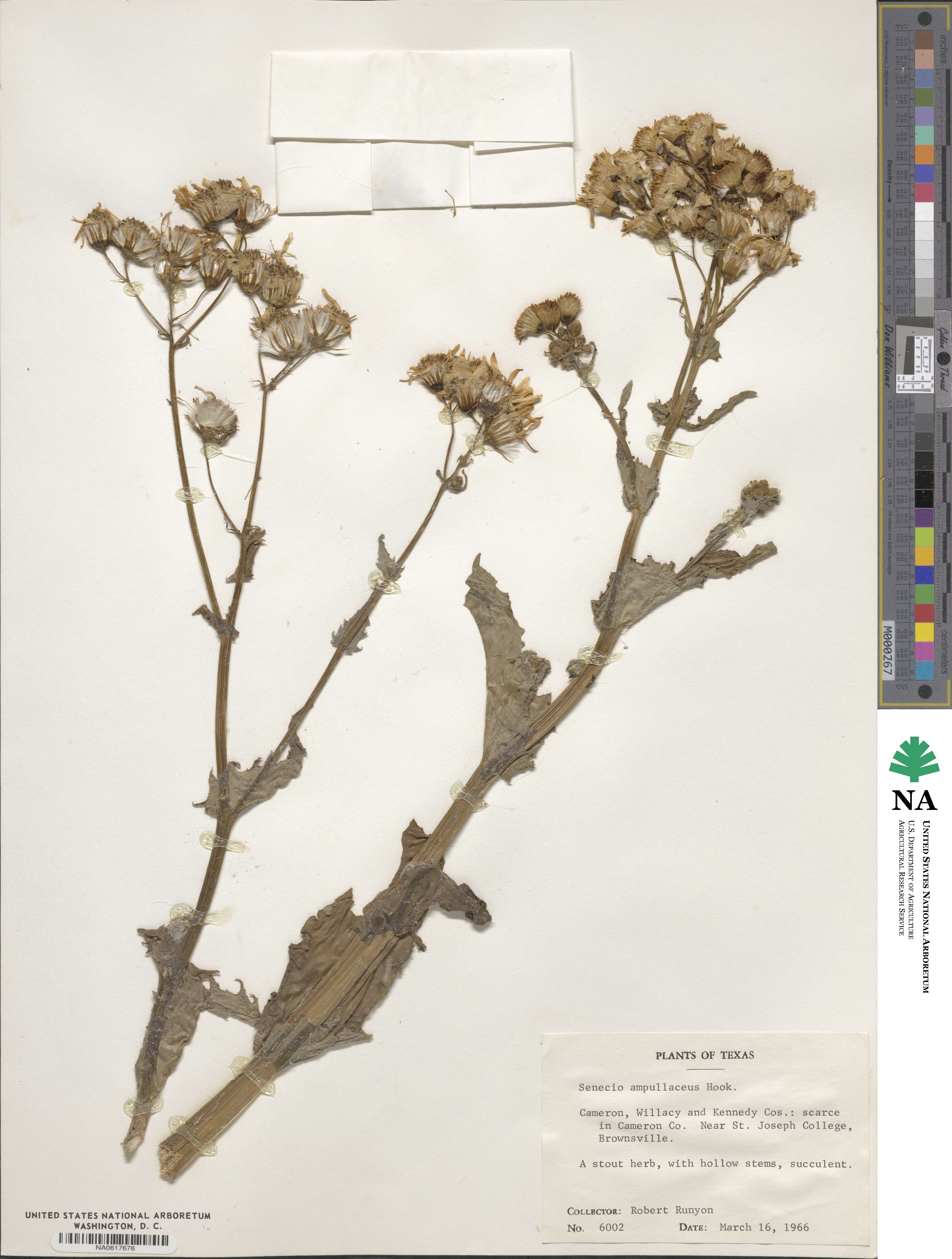 Senecio ampullaceus image