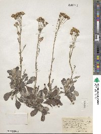 Packera antennariifolia image