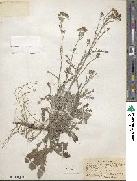 Packera antennariifolia image