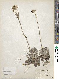 Packera antennariifolia image