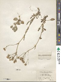 Packera antennariifolia image