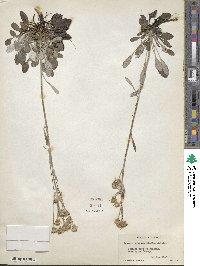 Packera antennariifolia image