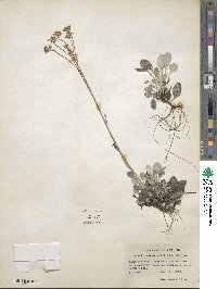 Packera antennariifolia image