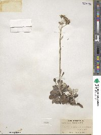 Packera antennariifolia image