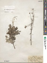 Packera antennariifolia image