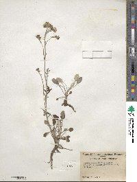 Packera antennariifolia image