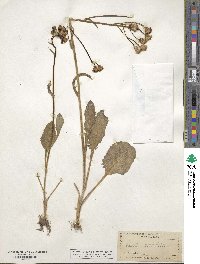 Senecio aronicoides image