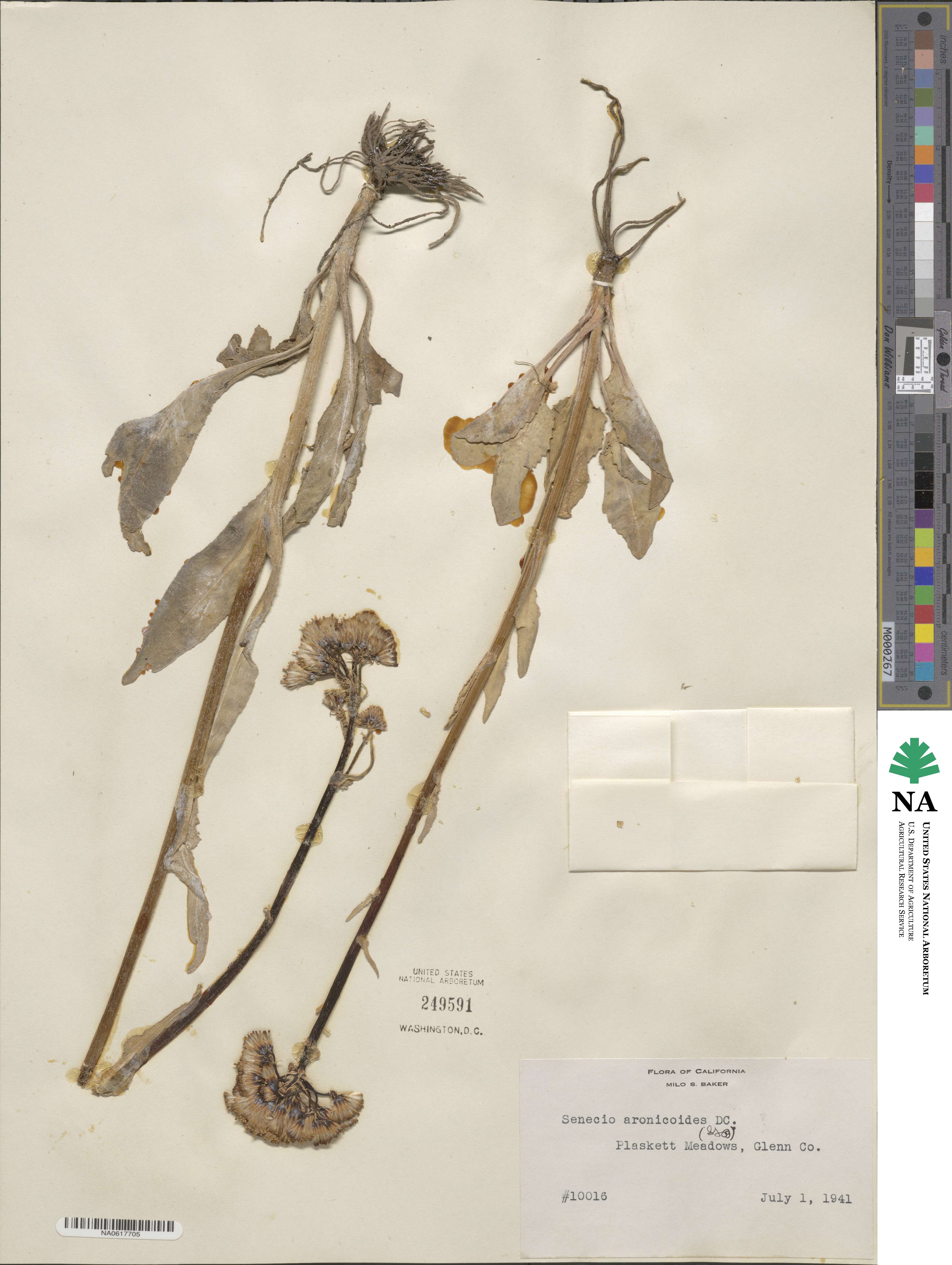 Senecio aronicoides image
