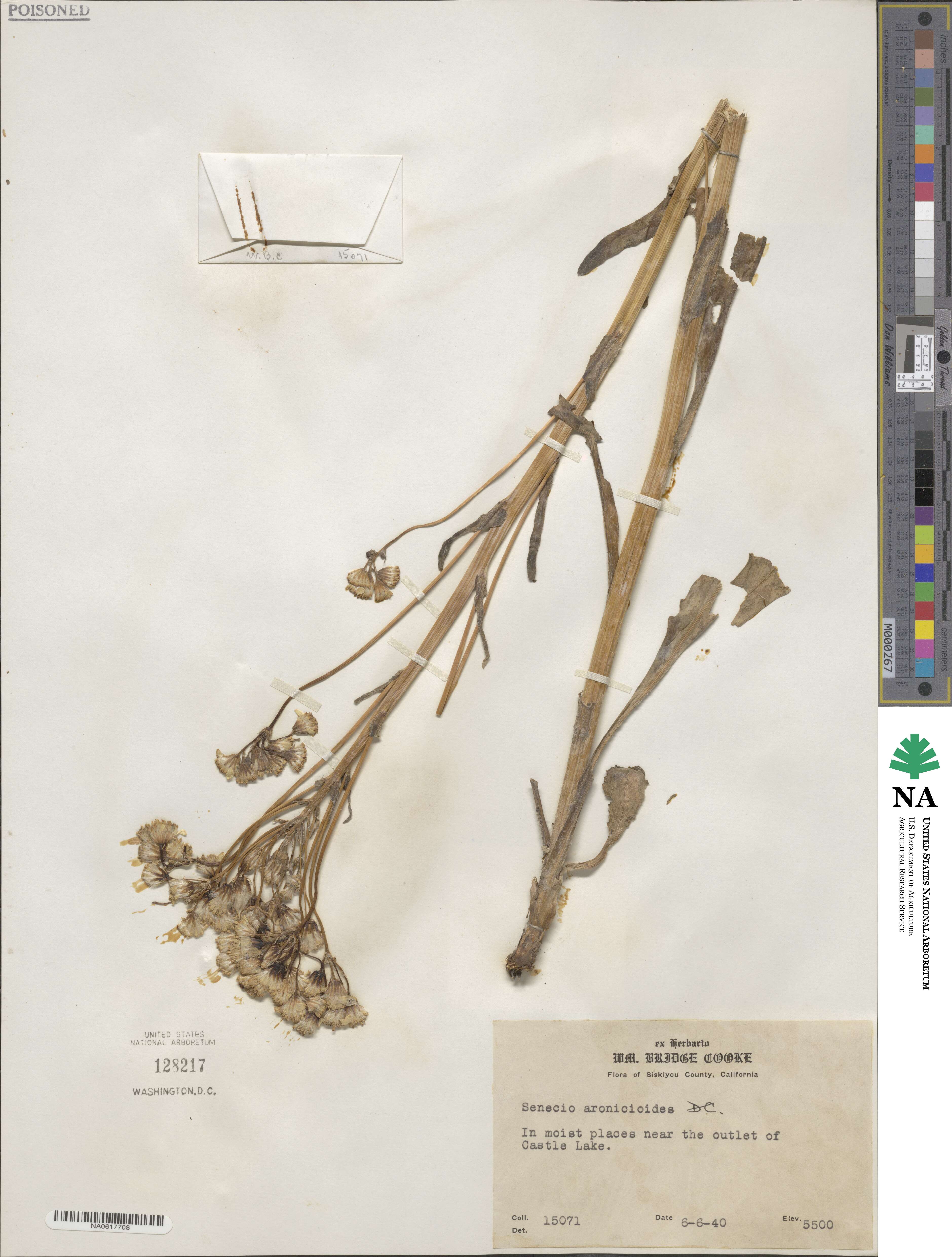 Senecio aronicoides image