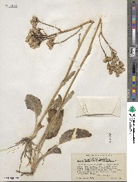 Senecio aronicoides image