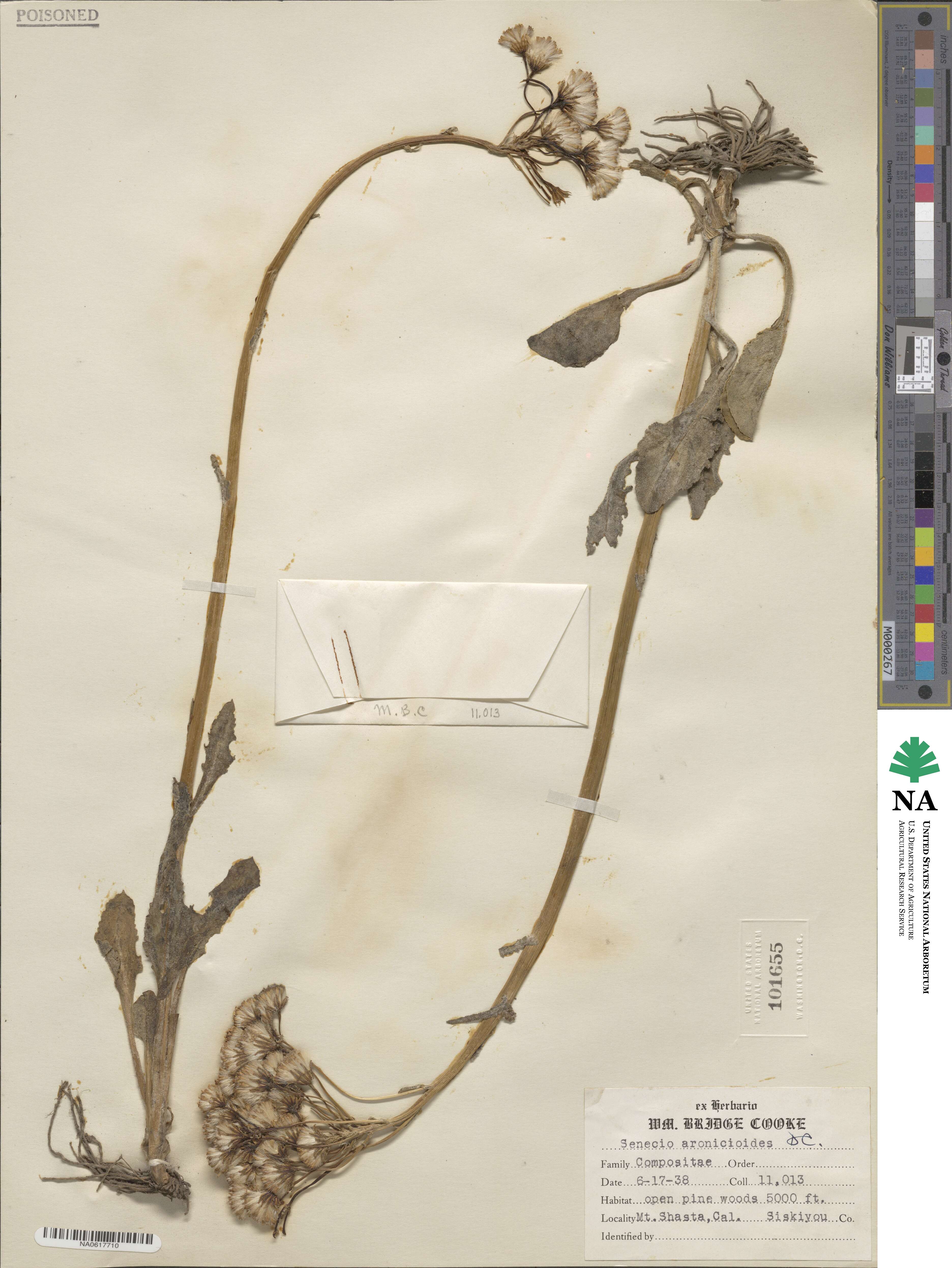 Senecio aronicoides image