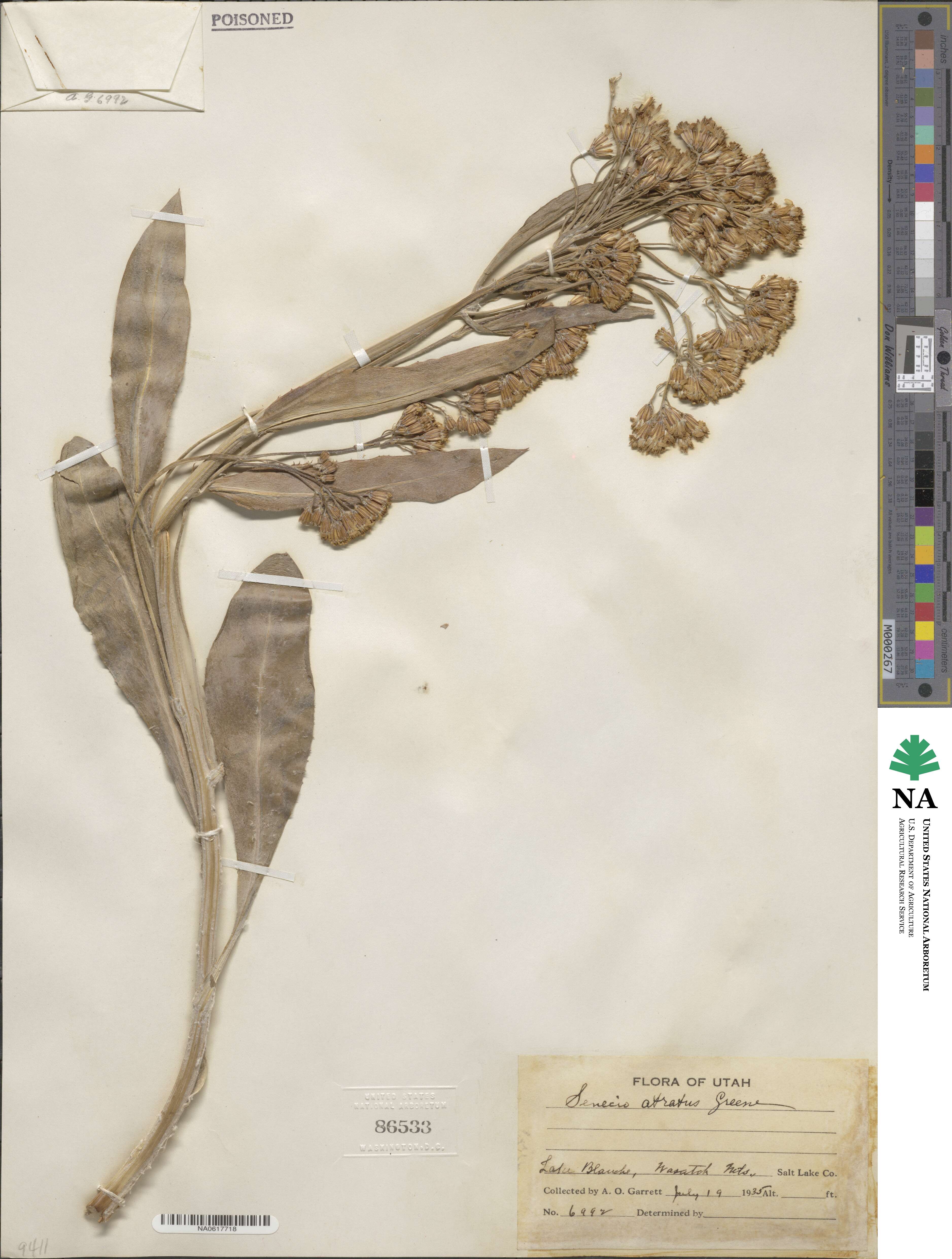 Senecio atratus image