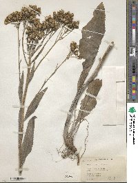 Senecio atratus image