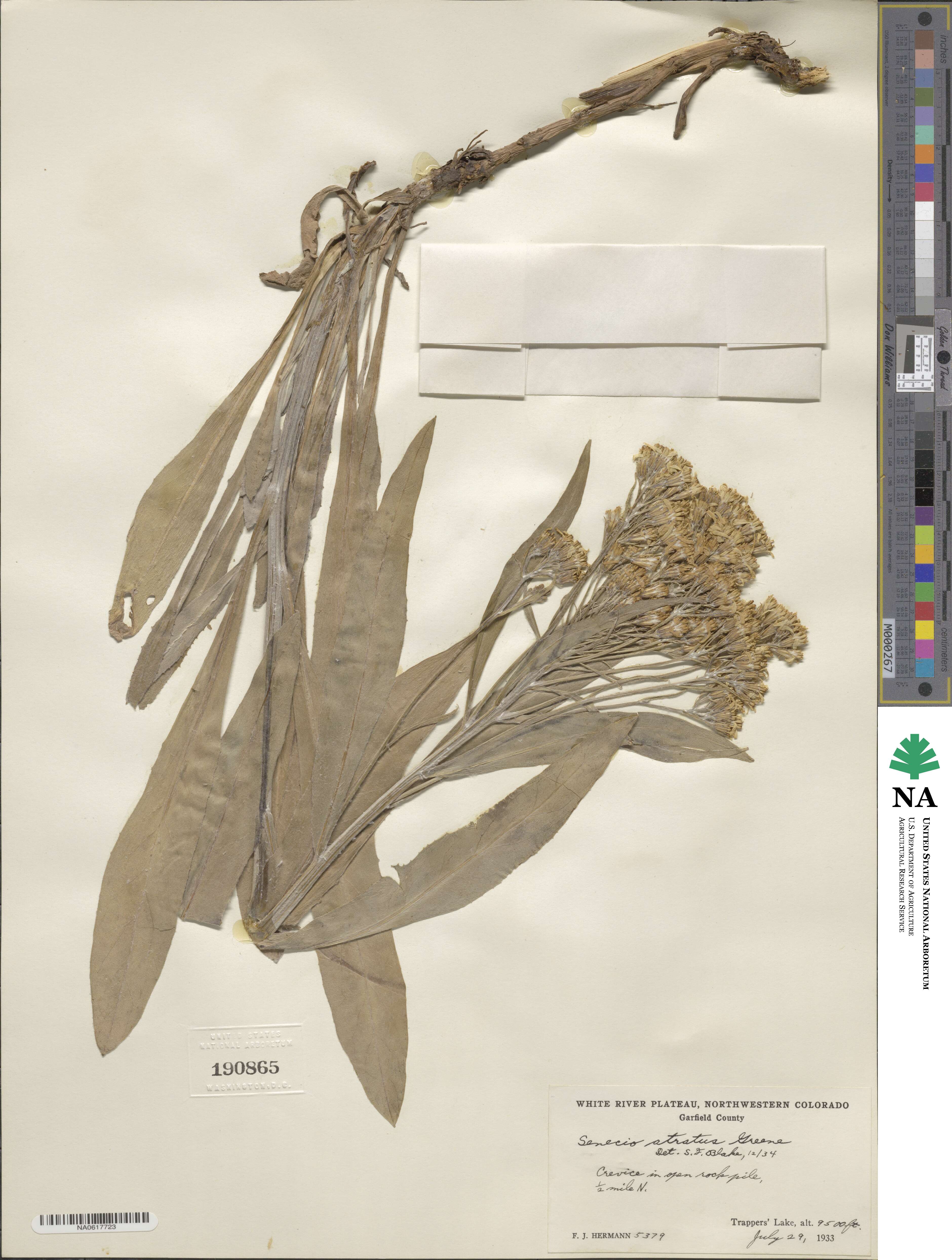 Senecio atratus image