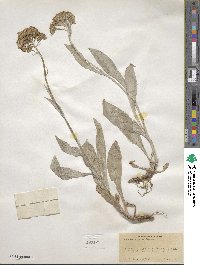 Senecio atratus image