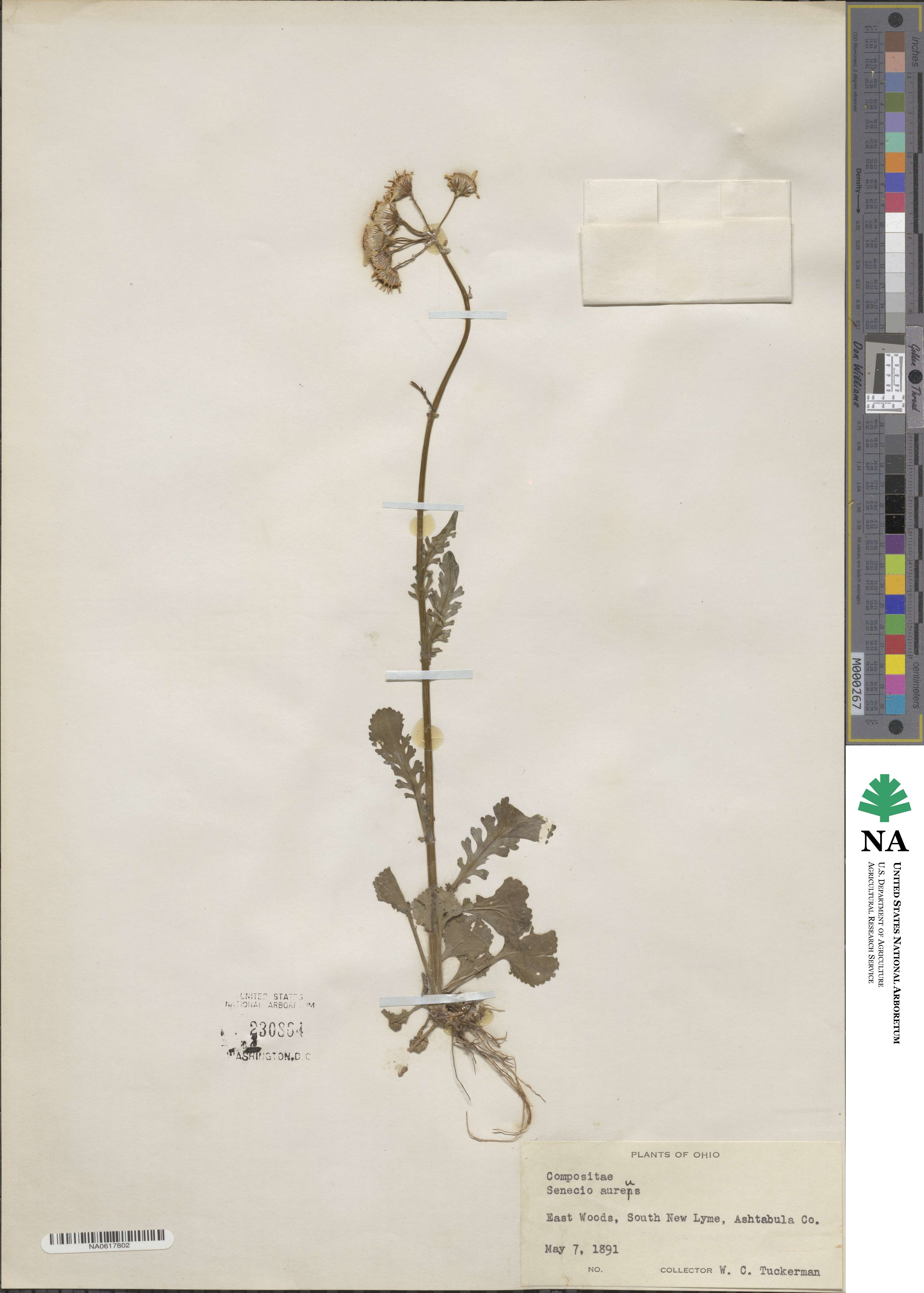 Senecio aureus image