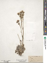 Senecio canus image