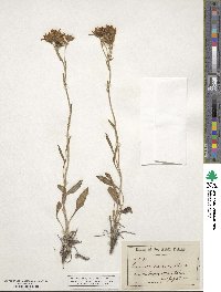 Senecio canus image