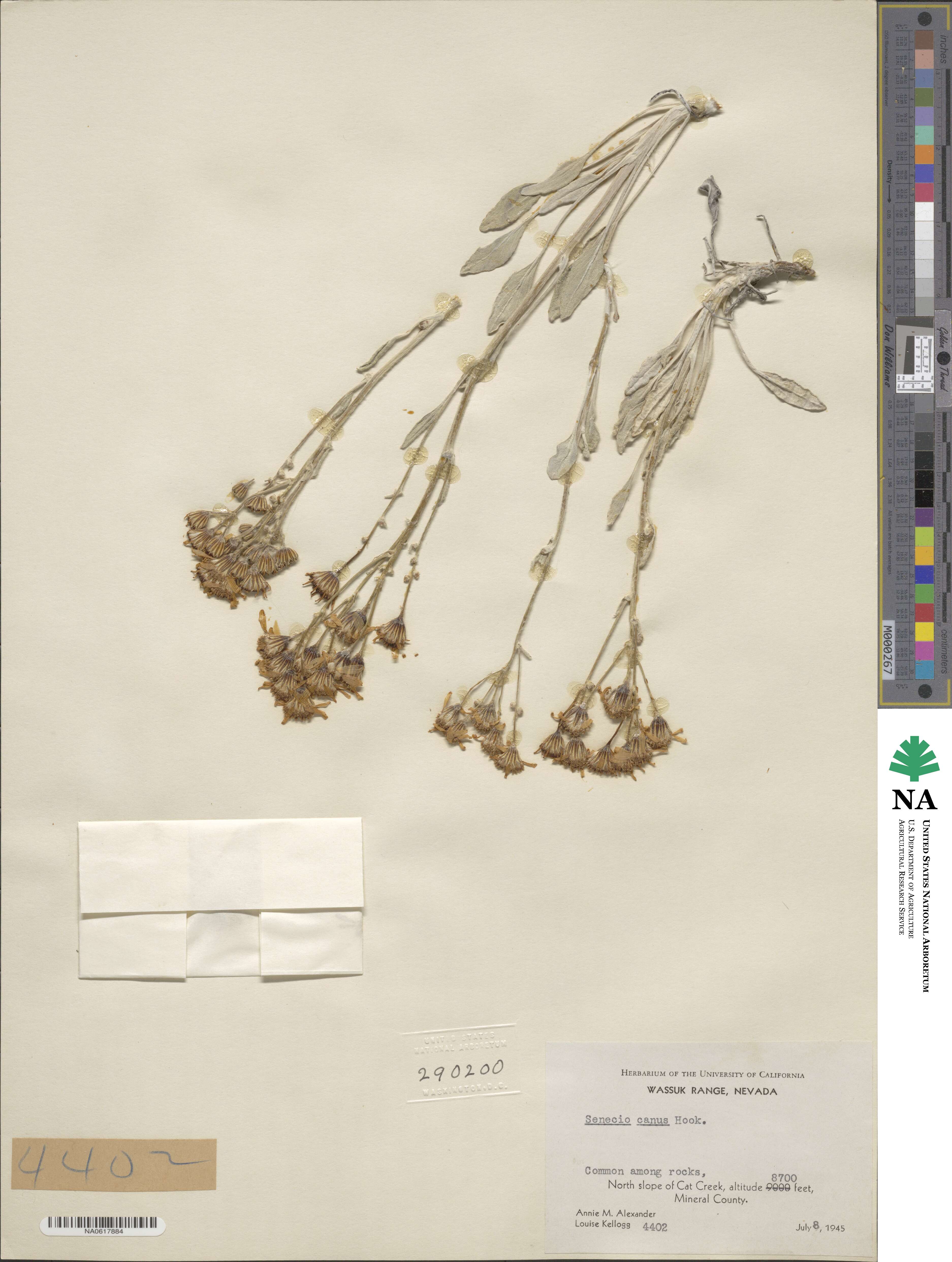 Senecio canus image