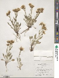 Senecio canus image