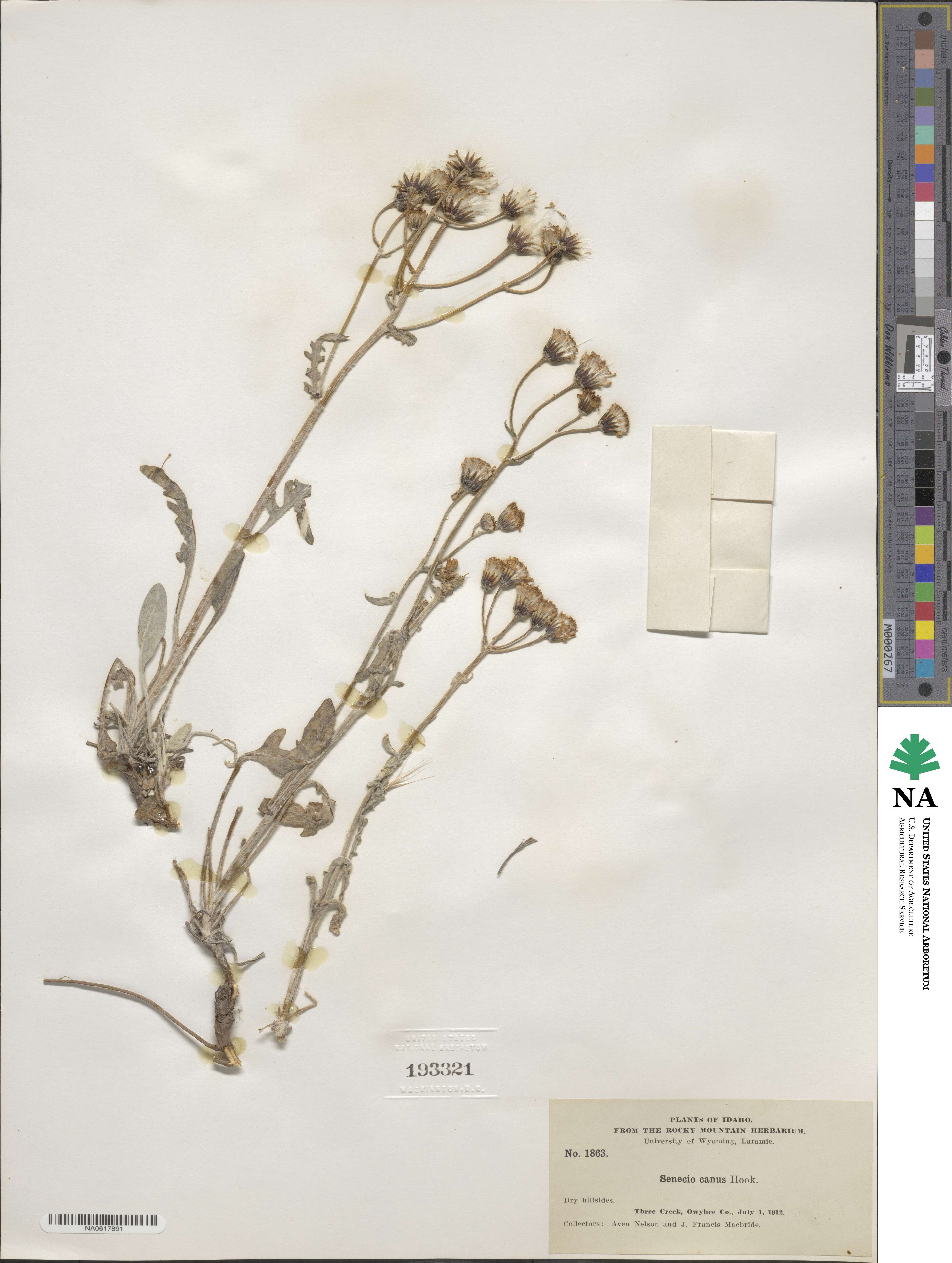 Senecio canus image