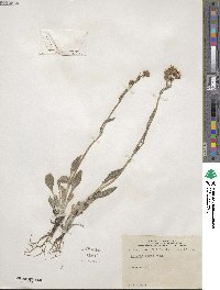 Senecio canus image