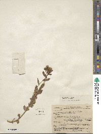 Senecio blitoides image