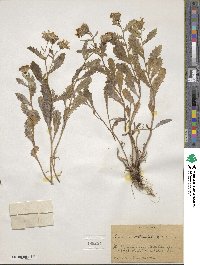 Senecio blitoides image