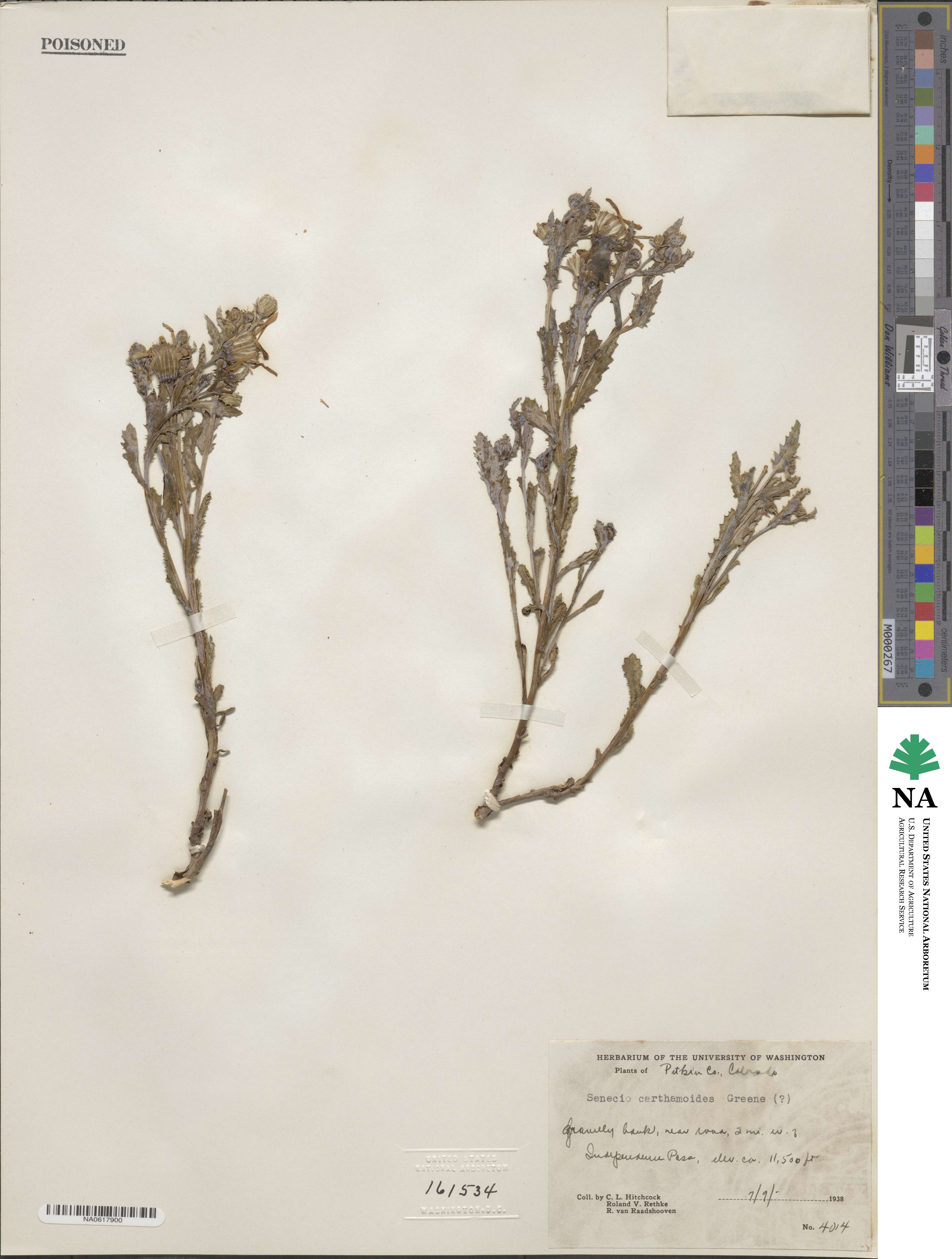 Senecio blitoides image