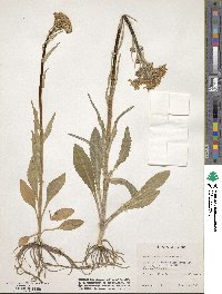 Senecio integerrimus var. exaltatus image