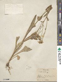 Senecio crassulus image