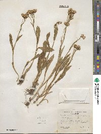 Senecio crassulus image